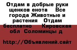 Отдам в добрые руки щенков енота. - Все города Животные и растения » Отдам бесплатно   . Кировская обл.,Соломинцы д.